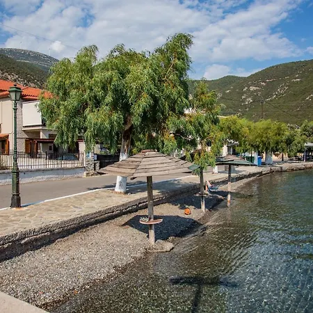 Amaryllis Agios Spyridon (Phocis)